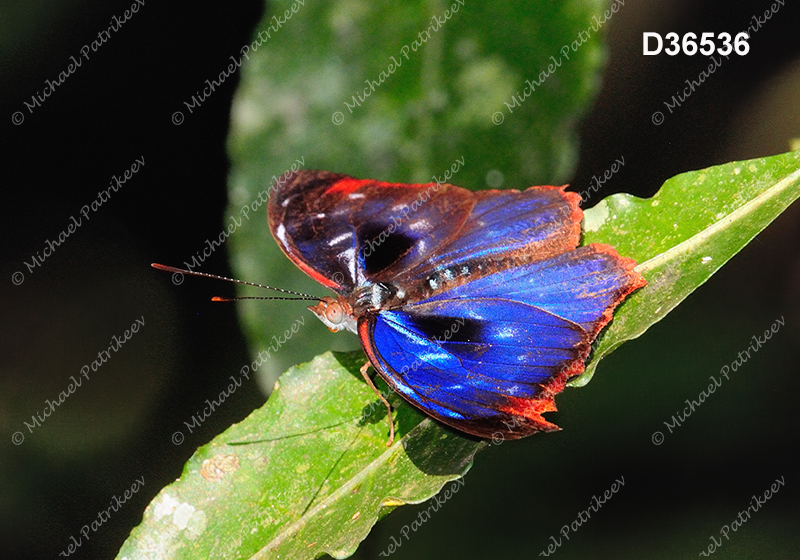 Orsis Bluewing (Myscelia orsis)